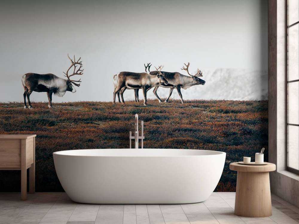 Grupa reniferów w północnej Europie