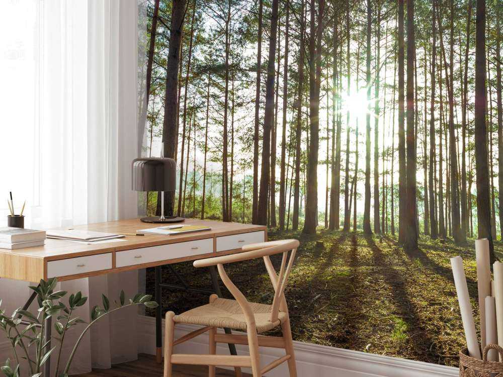 Sun rays through trees