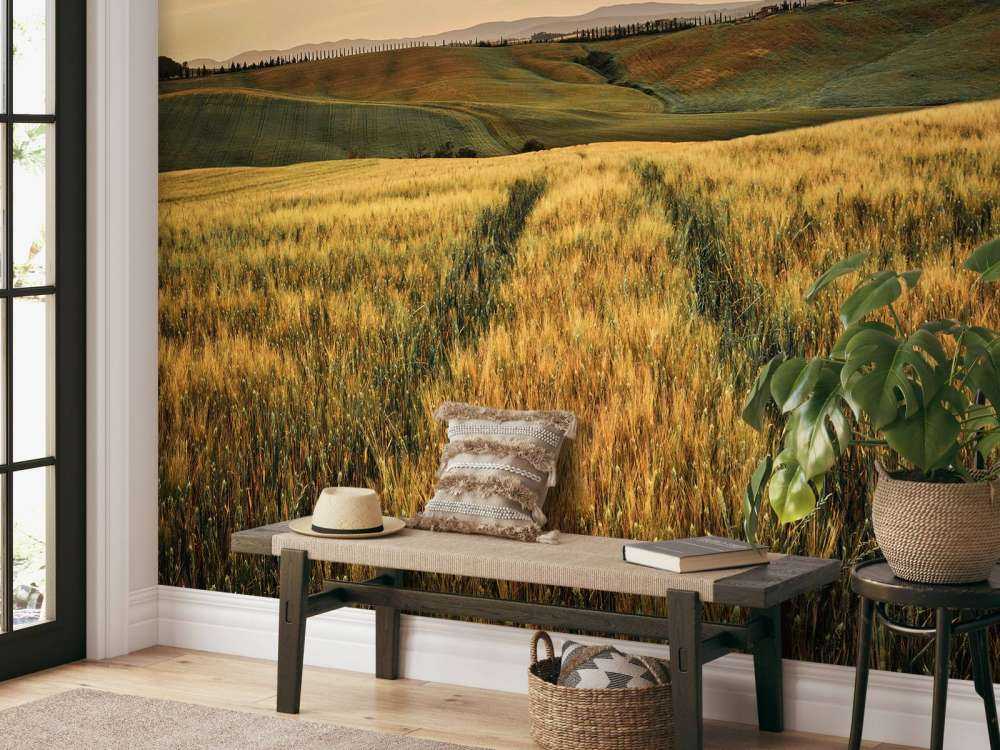 Pole zbożowe z torami