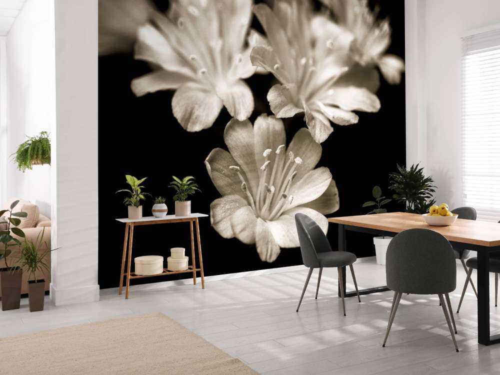 Zbliżenie na kwiat Lewisii