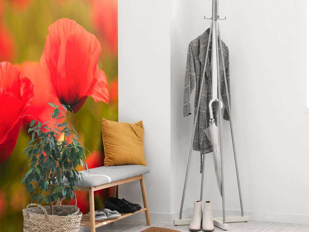 Maki o wschodzie słońca