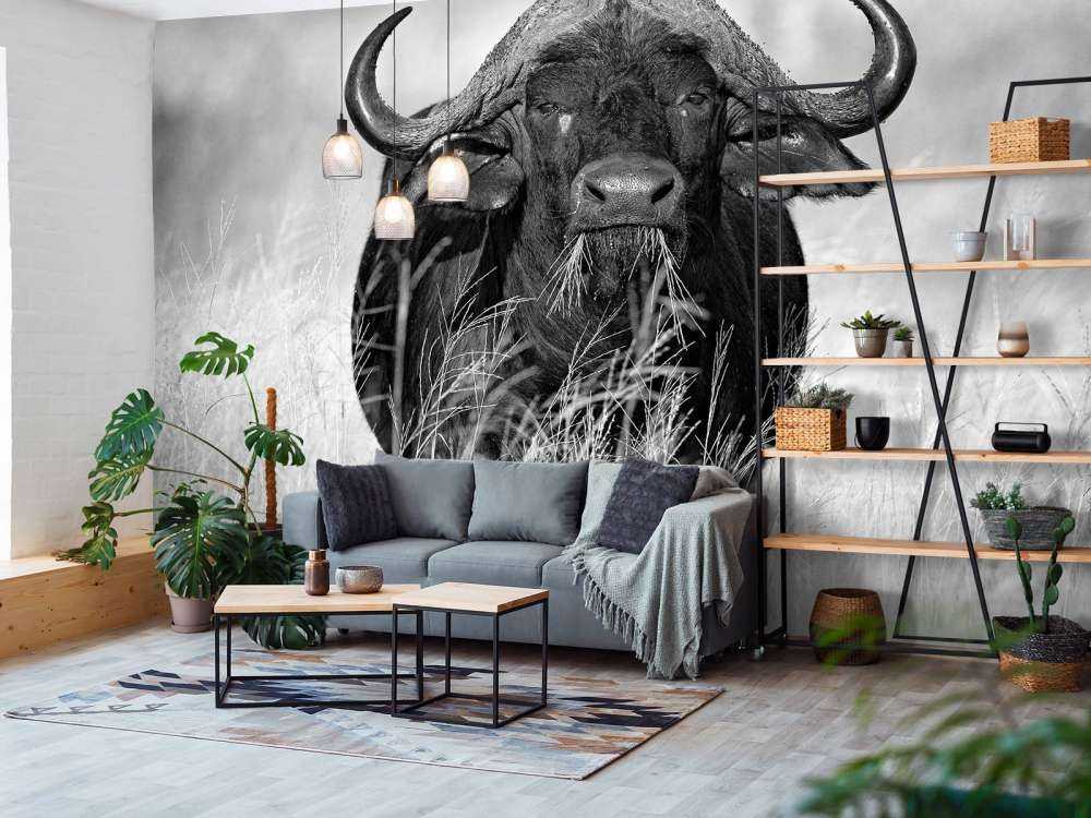 Bawół w czerni i bieli