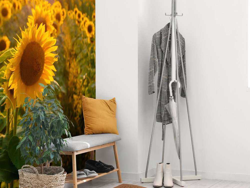 Farma słoneczników