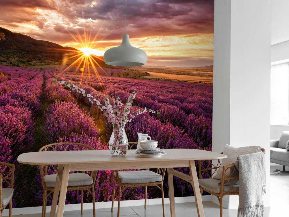 Lawenda pod słońcem