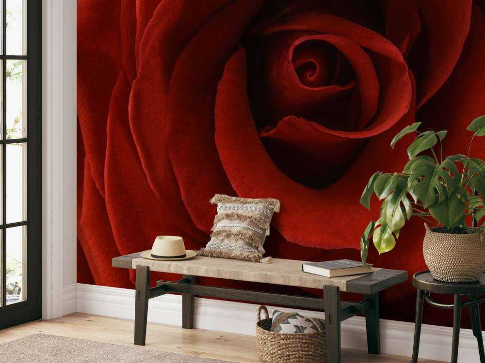 Zbliżenie na czerwoną róże