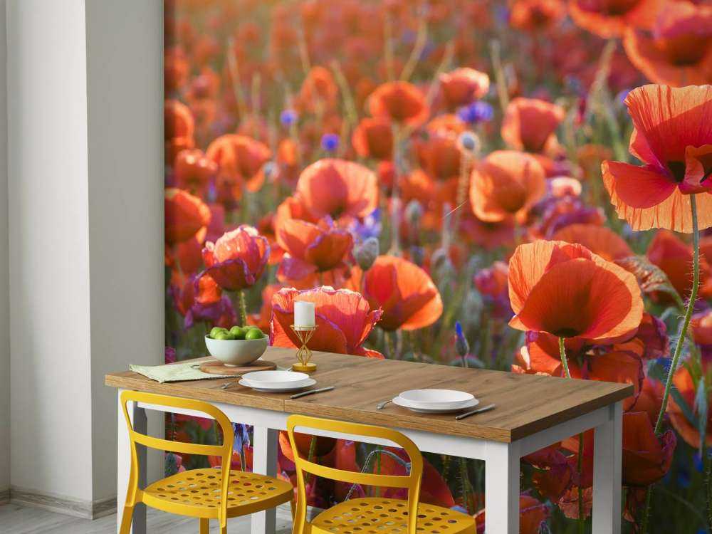 Maki w wieczornym świetle