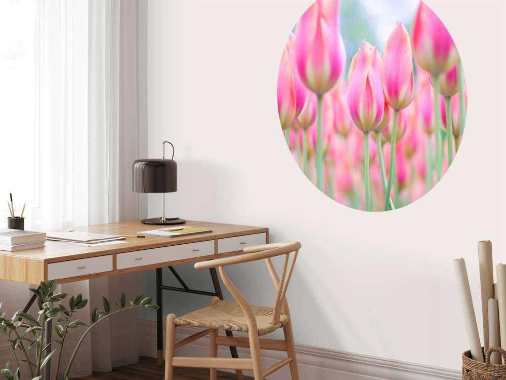 Zbliżenie na różowe tulipany