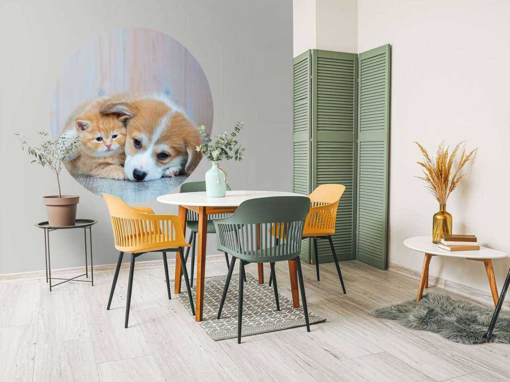 Tapeta dla kota. Zdjęcie kociaka i szczeniaka.