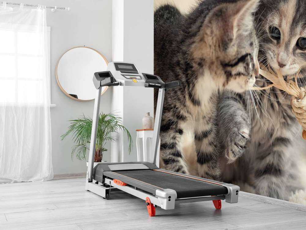 Bawiące się kocięta