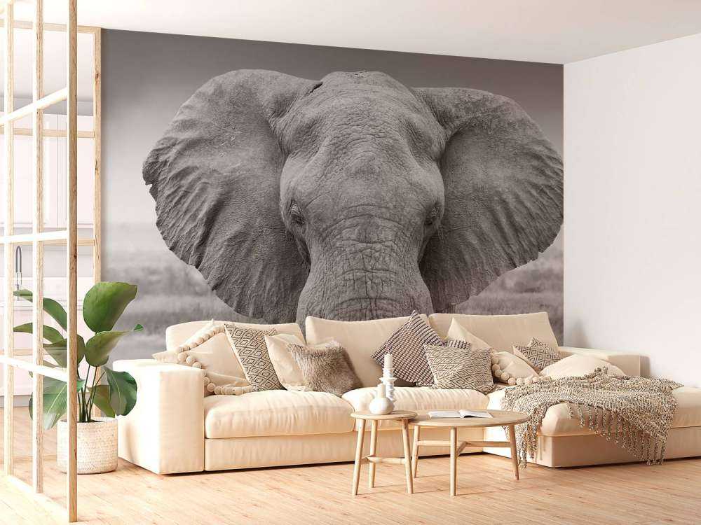 Słoń czarno-biały