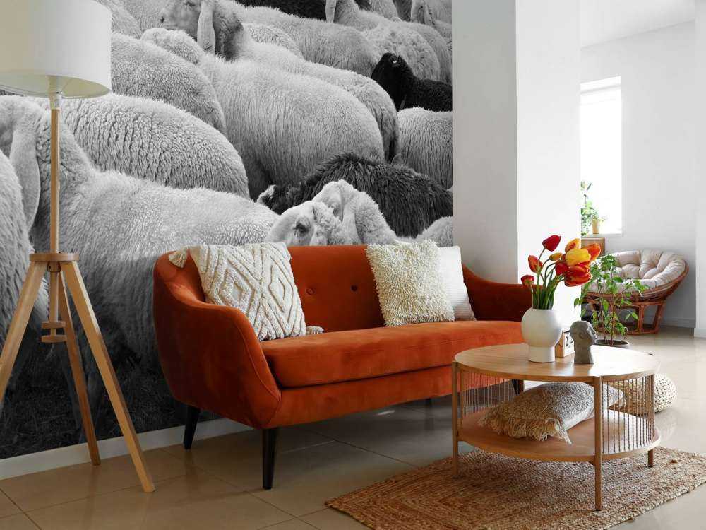 Czarna i biała owca