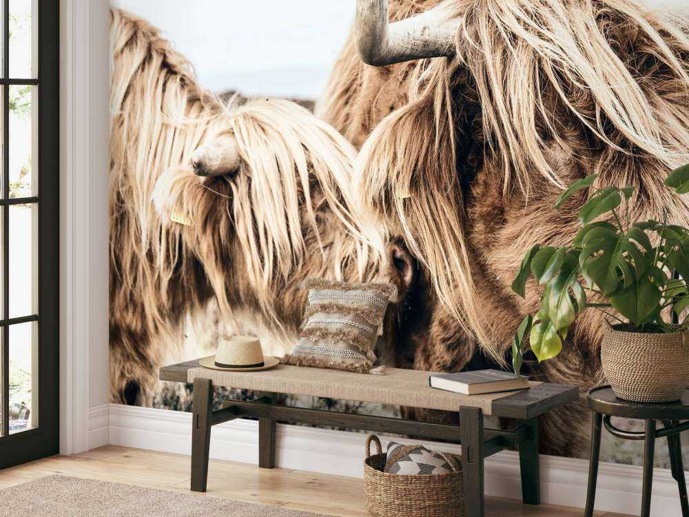 Dwa szkockie wyżynny