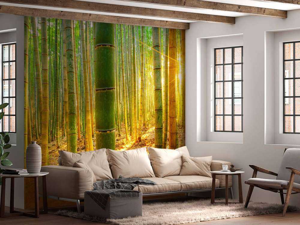 Las bambusowy o wschodzie słońca