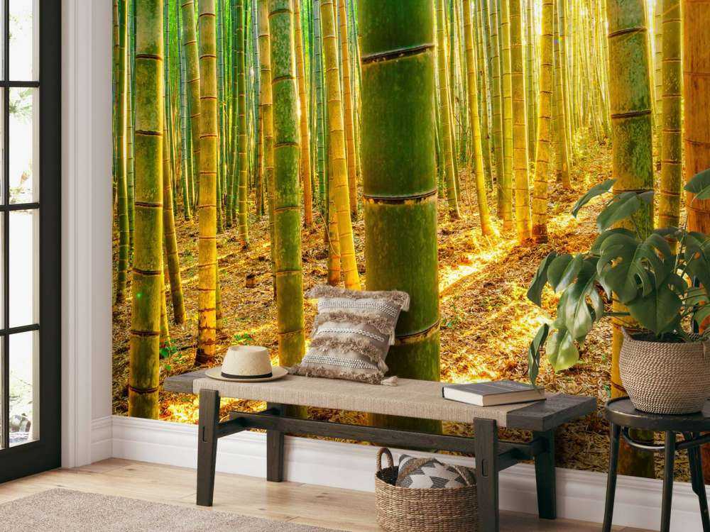 Las bambusowy o wschodzie słońca