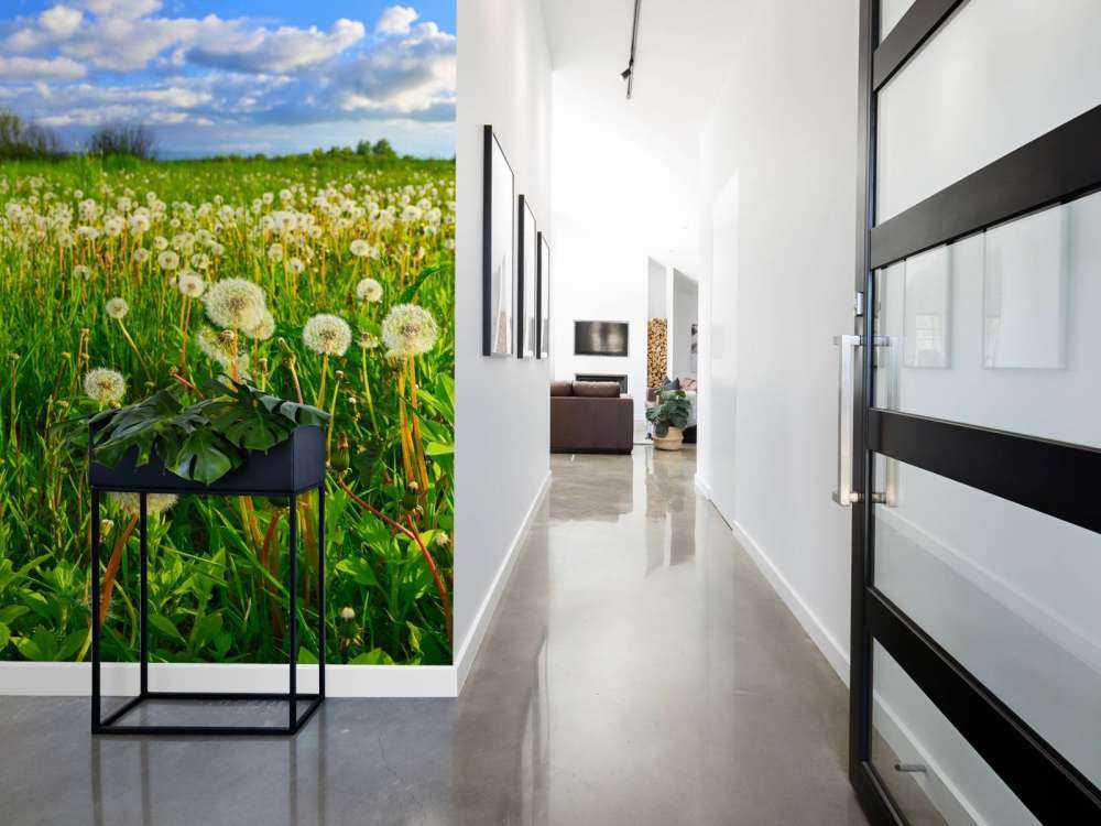 Pole mniszków lekarskich