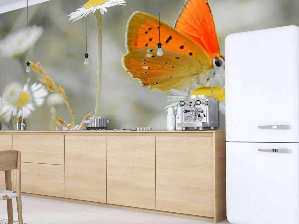 Stokrotki i pomarańczowy motyl