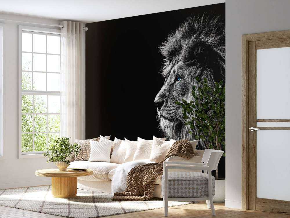 Lew z niebieskimi oczami