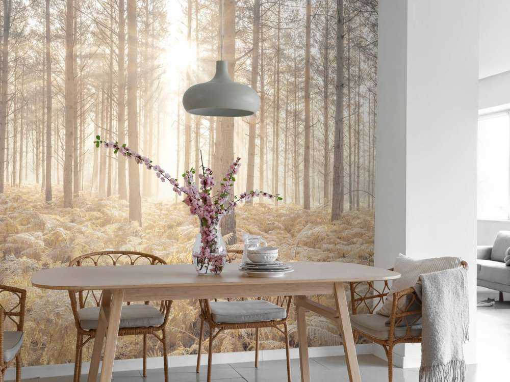 Promienie słońca w zimnym lesie