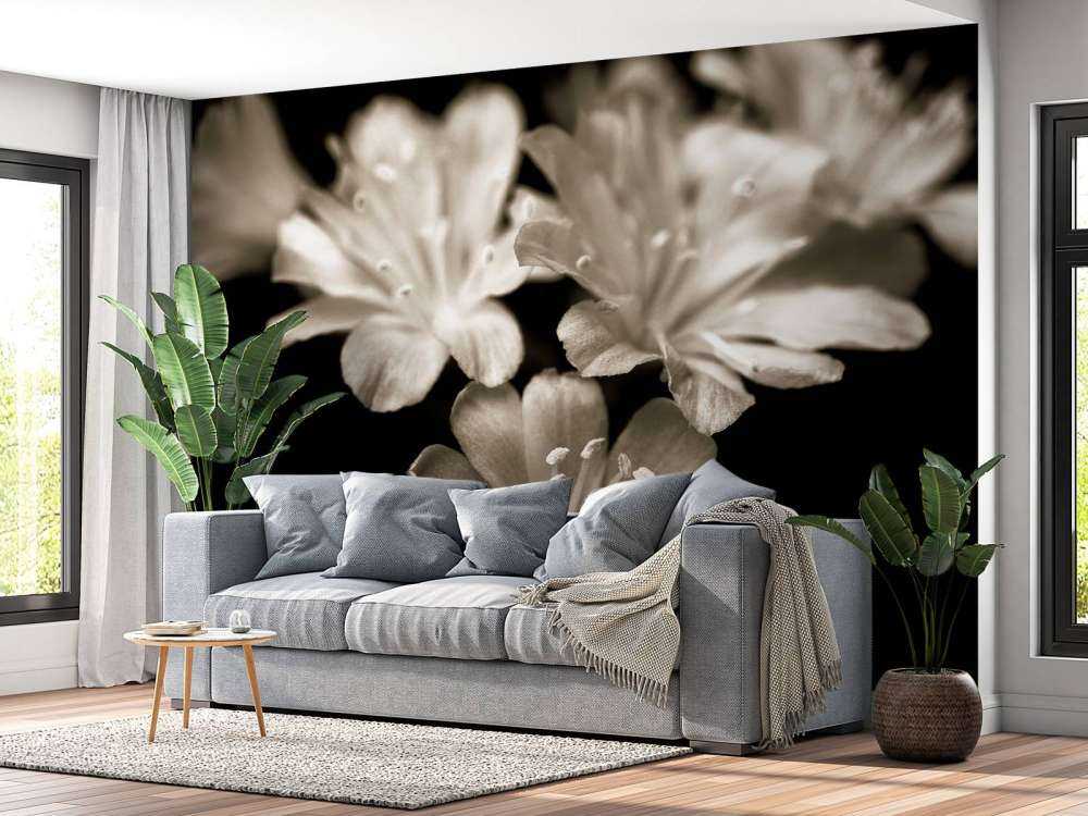 Zbliżenie na kwiat Lewisii