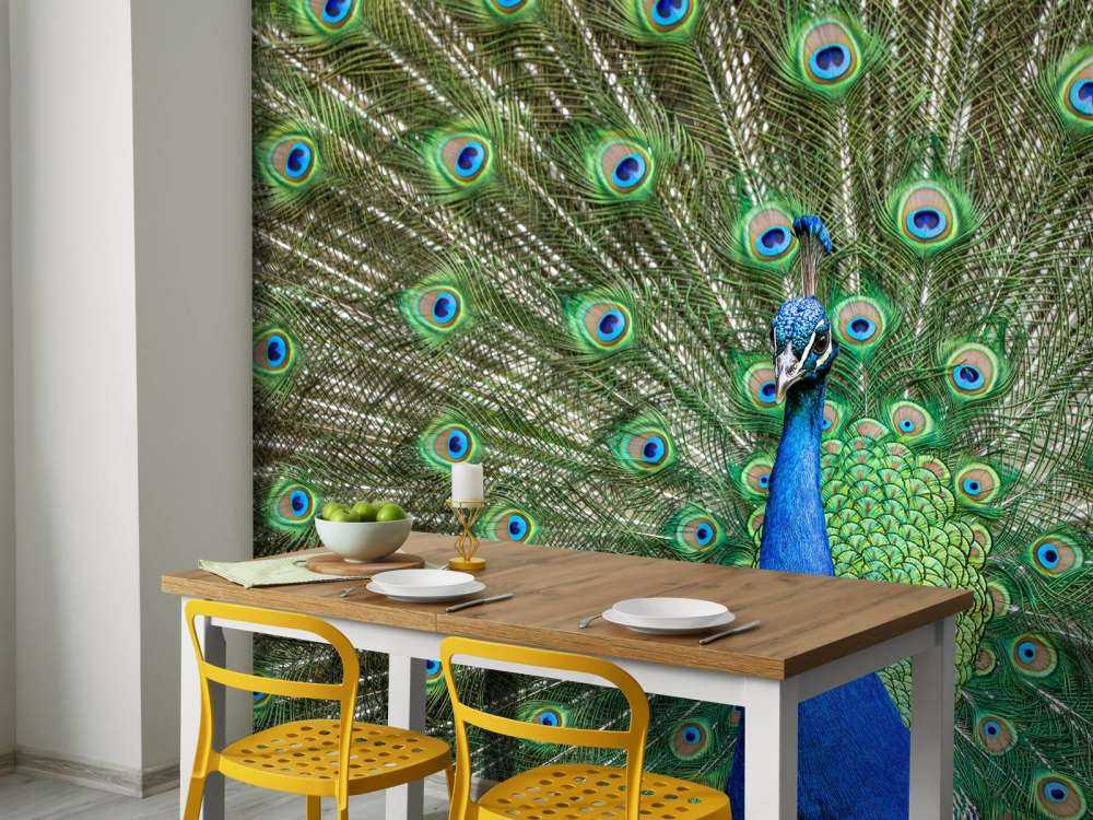 Paw z rozszerzonymi piórami