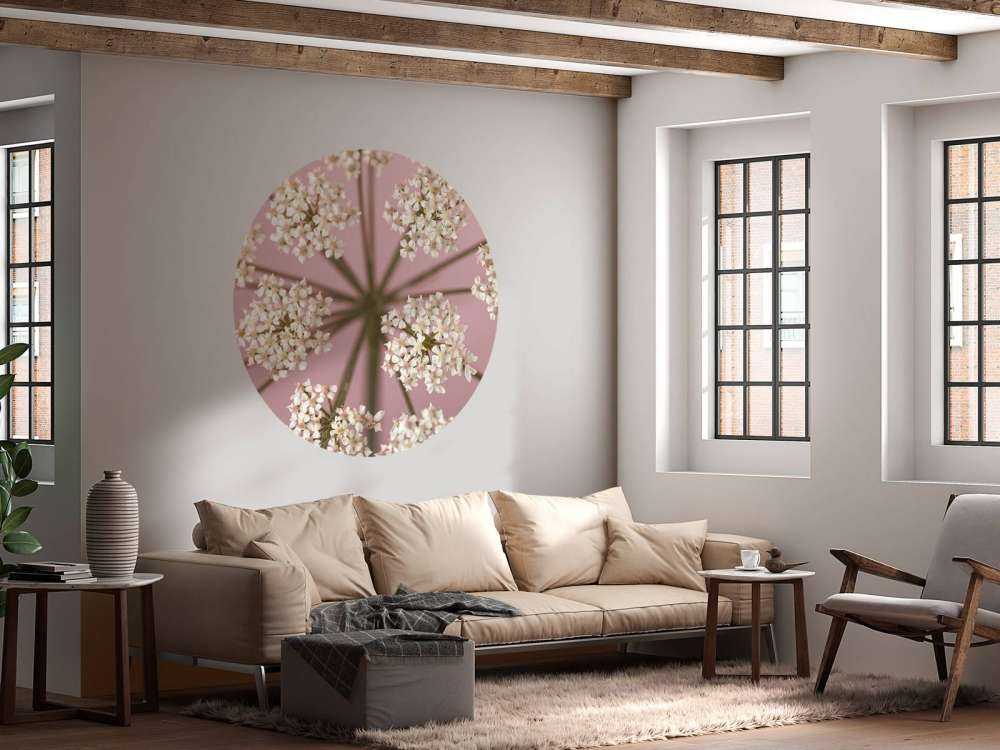 Pietruszka białej krowy