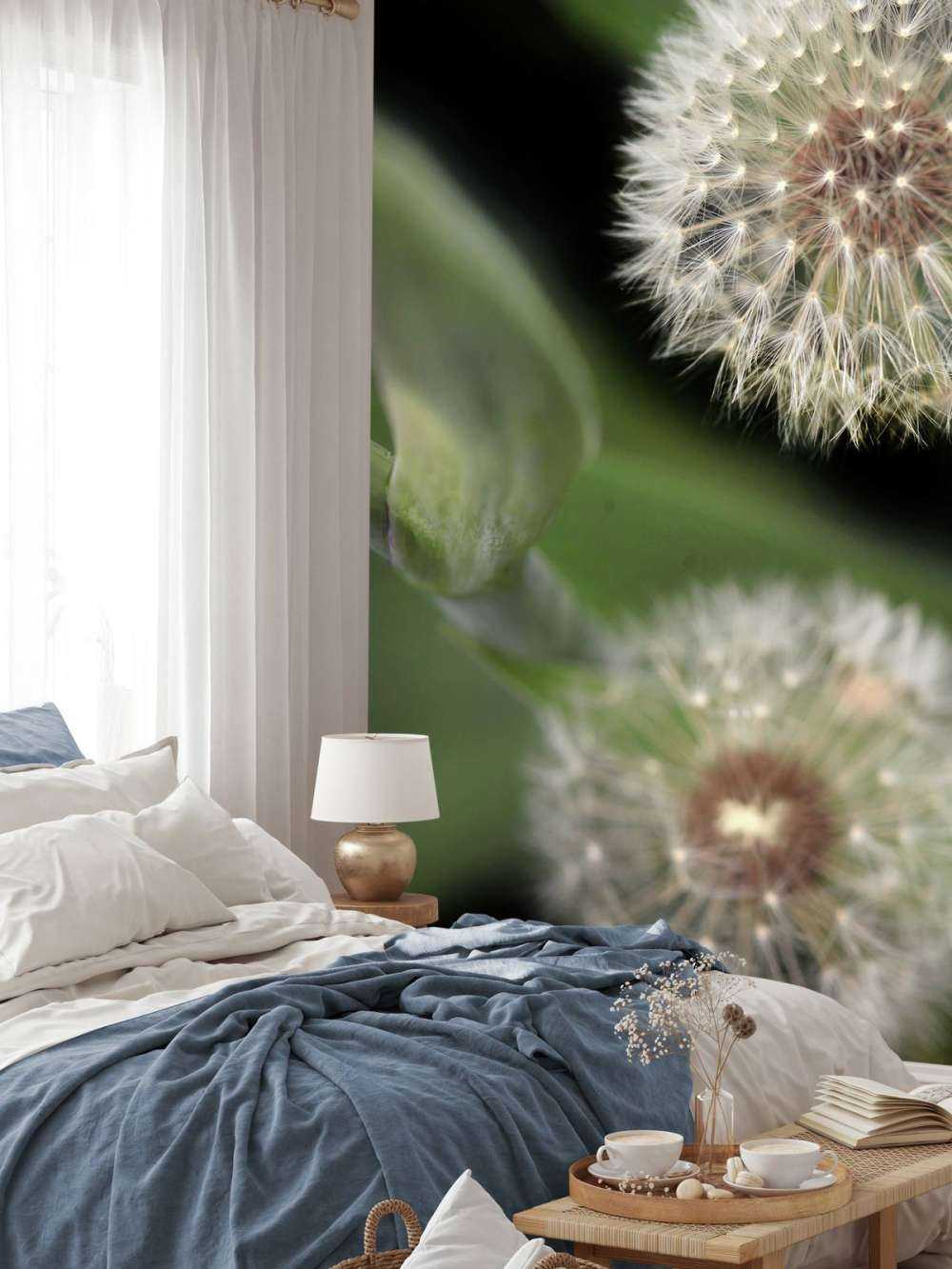 Zbliżenie na mniszki lekarskie