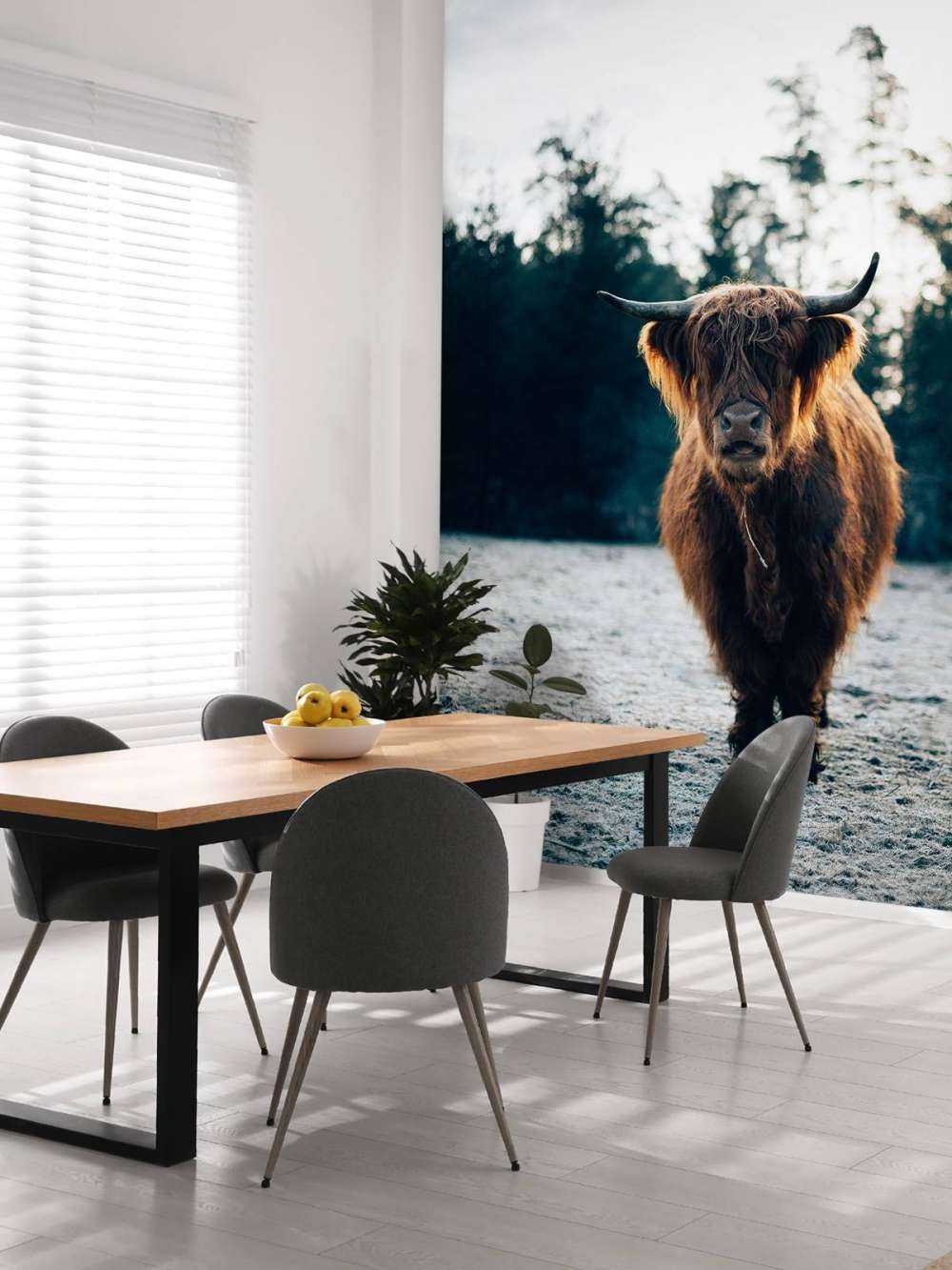 Szkocki góral w porannym słońcu