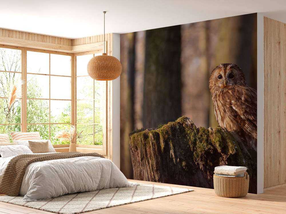 Mała sowa na złamanym drzewie