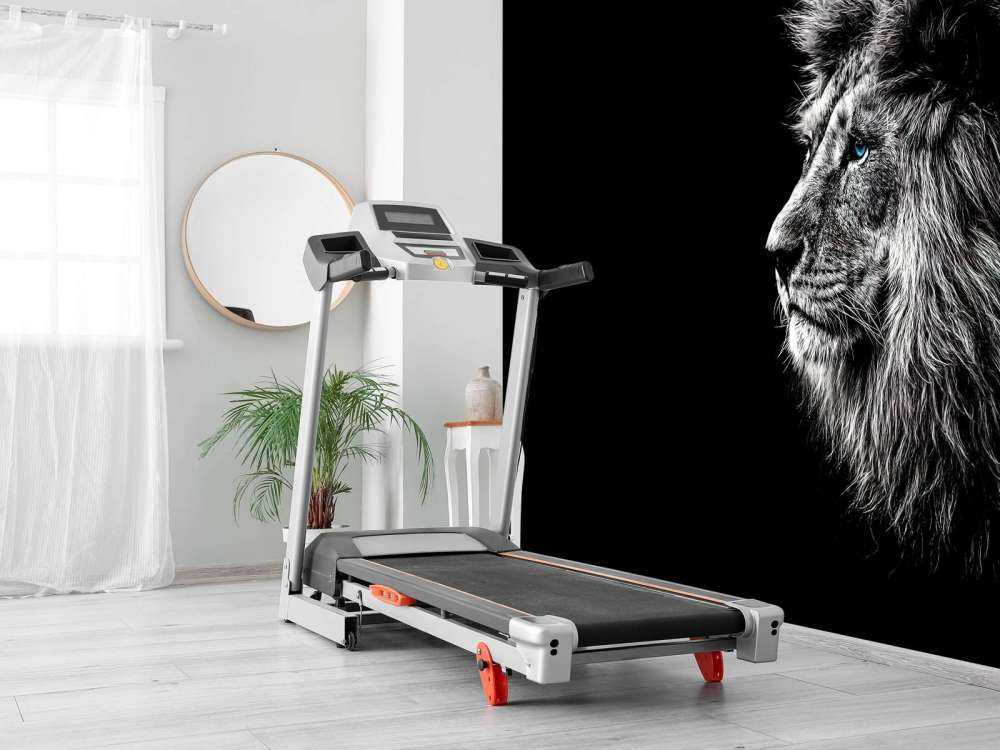 Lew z niebieskimi oczami