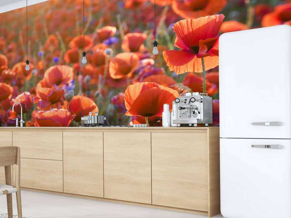 Maki w wieczornym świetle