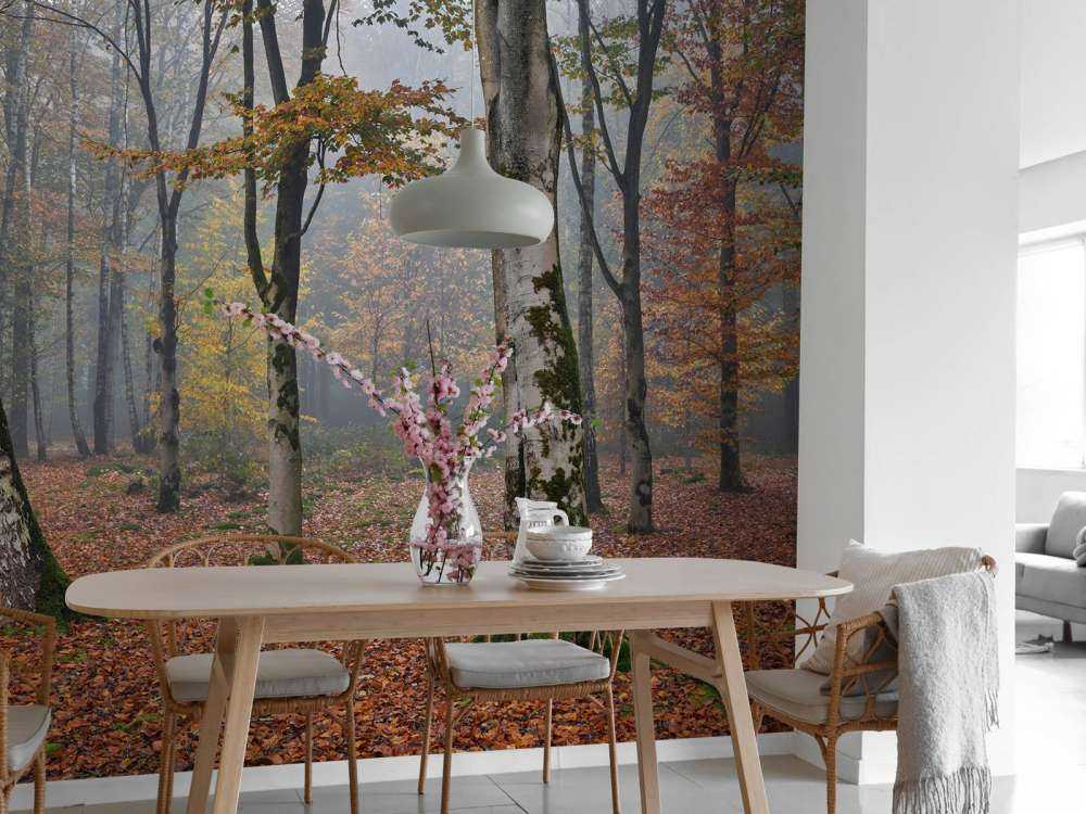 Jesienny las brzozowy