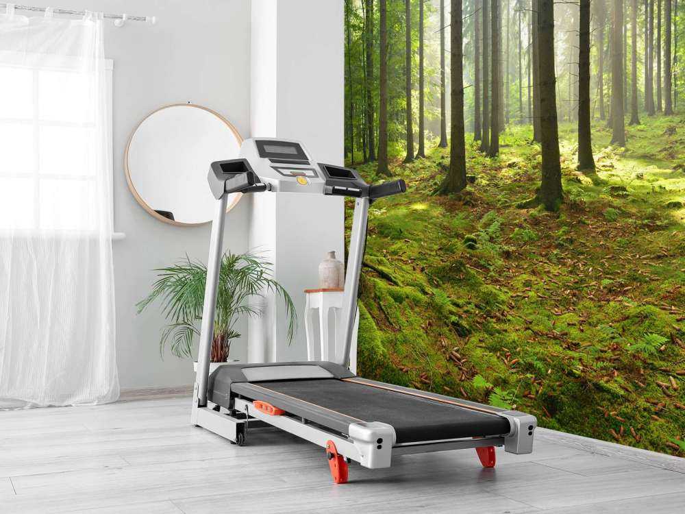 Las świerkowy ze światłem słonecznym