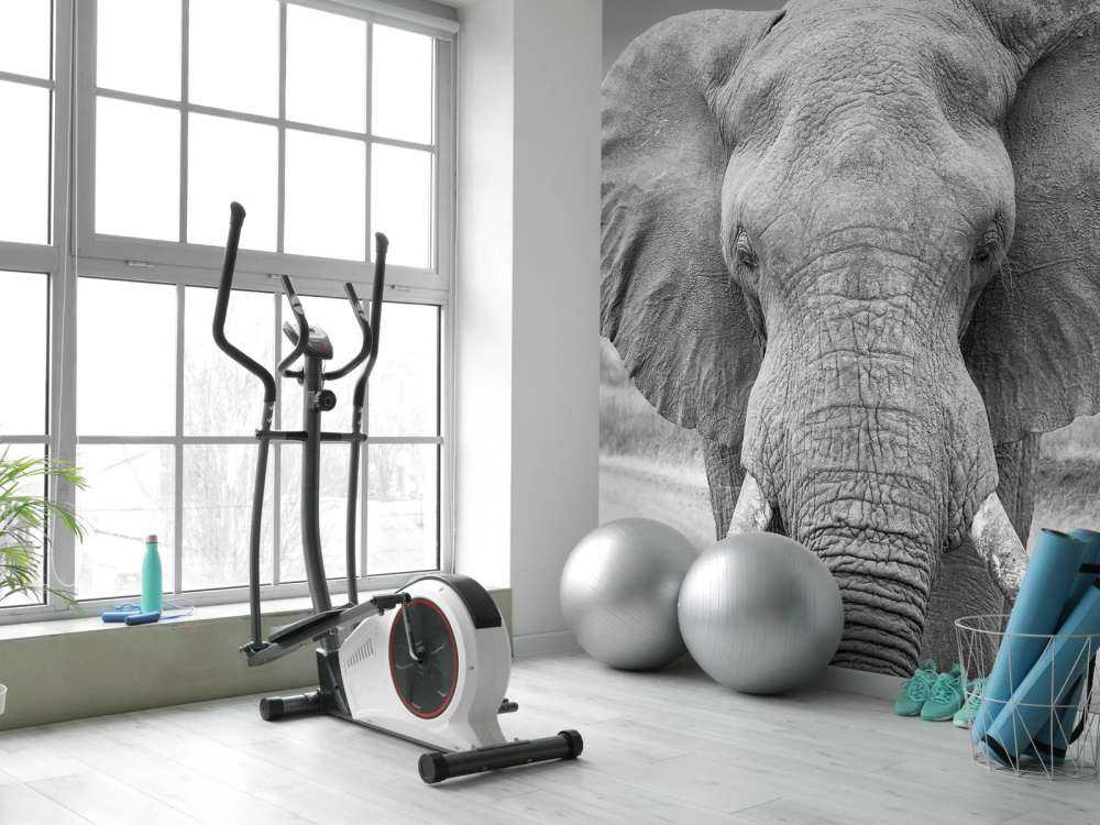 Słoń czarno-biały