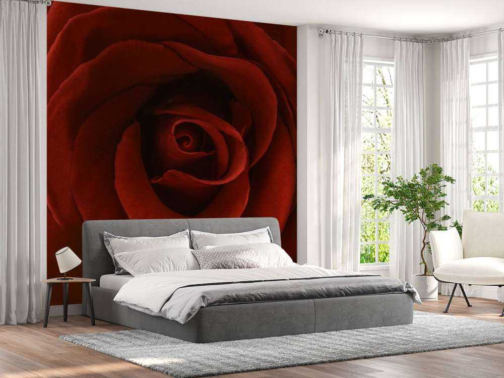 Zbliżenie na czerwoną róże