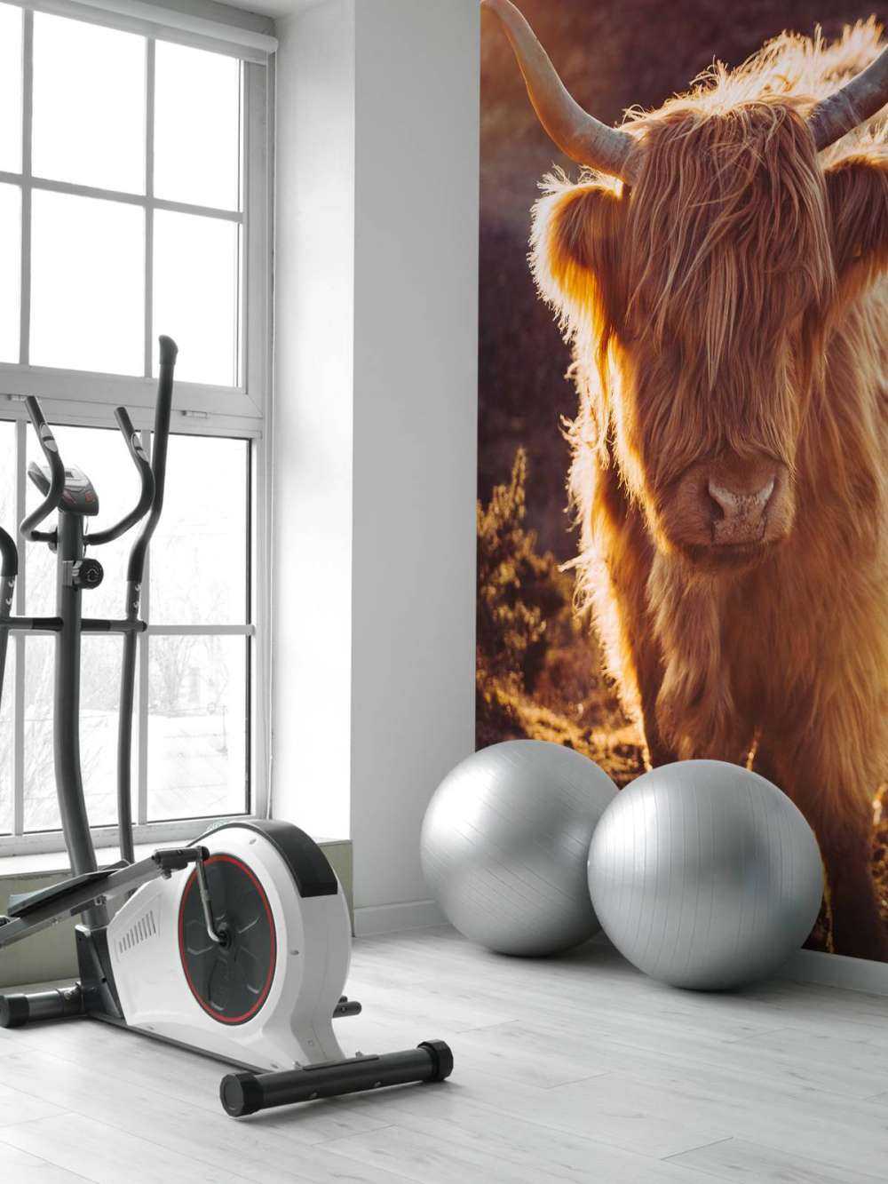 Szkocki wyżyn w słońcu