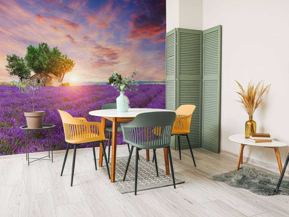 Pole lawendowe podczas wschodu słońca