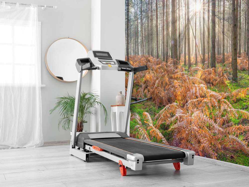 Las podczas wschodu słońca