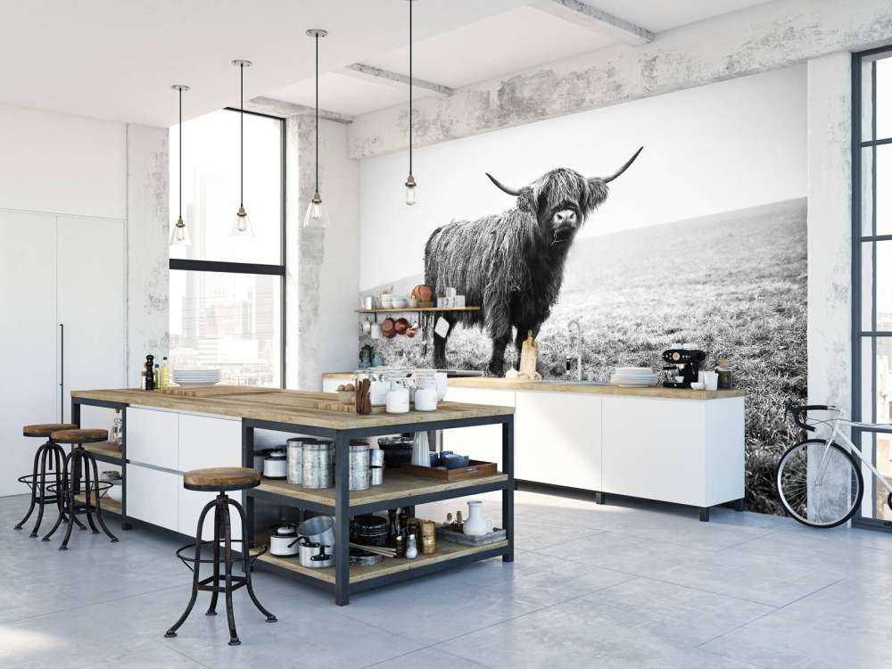 Szkocka rasa wyżynna w trawie