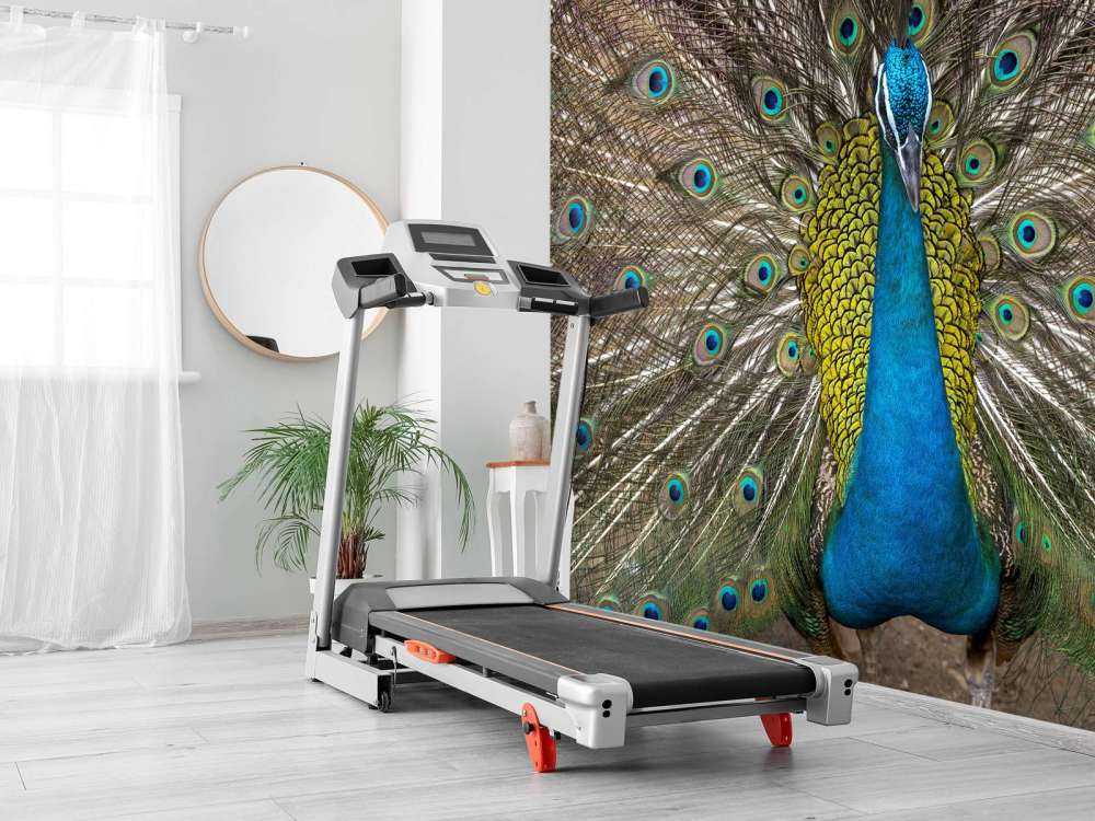 Paw z wypchanymi piórami