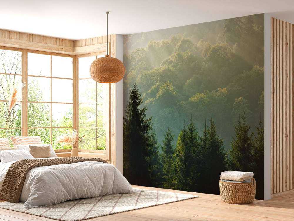 Promienie słońca nad lasem