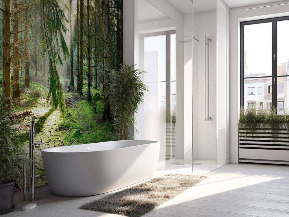 Las iglasty w porannym słońcu