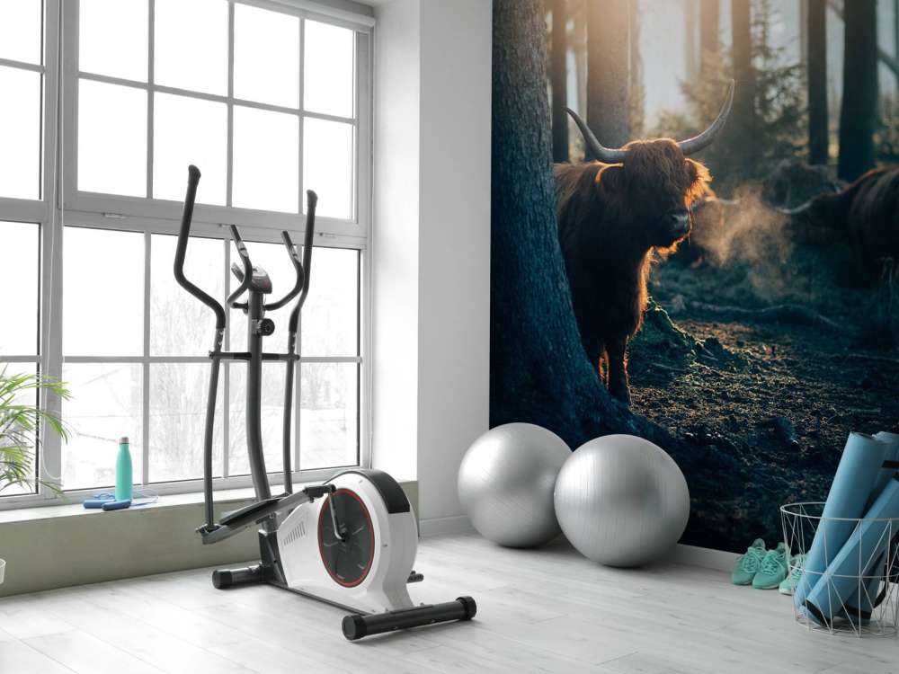 Szkocki byk w porannym świetle