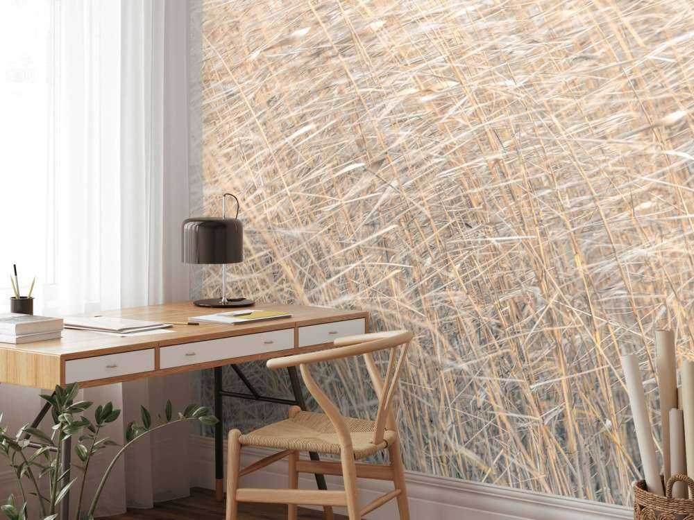 Brown reeds growing in water