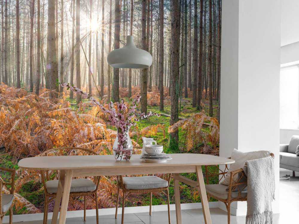 Las podczas wschodu słońca