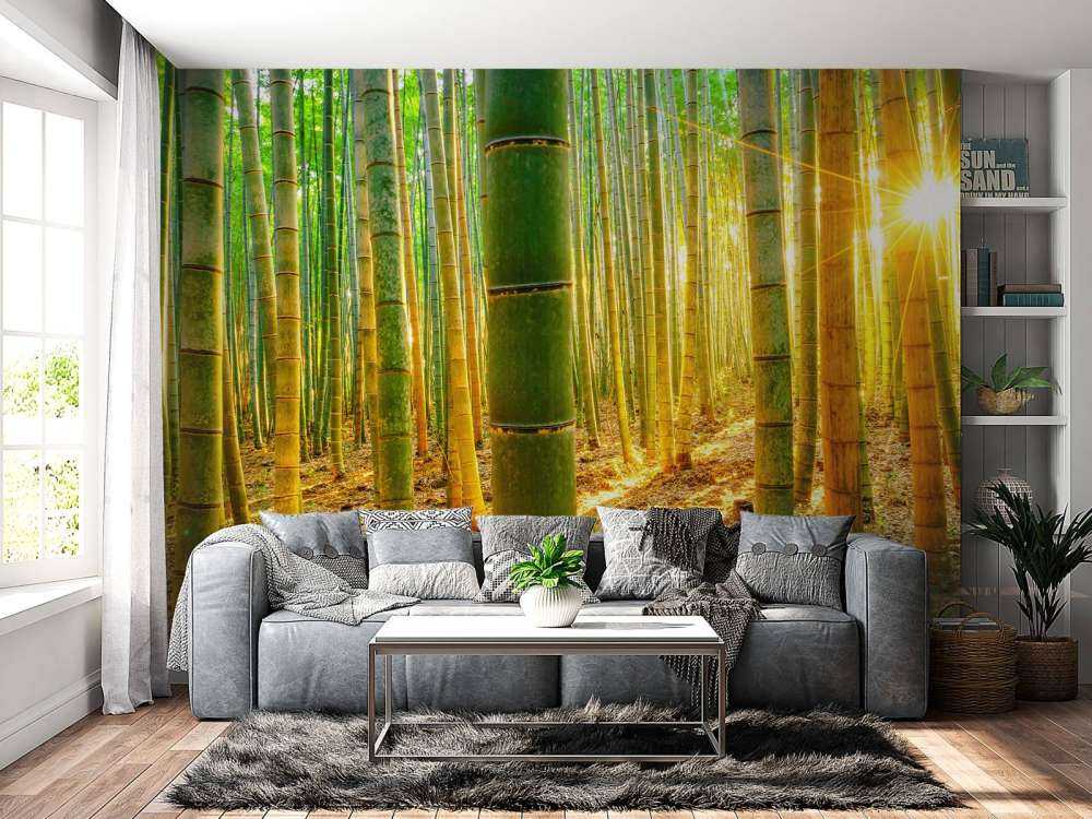 Las bambusowy o wschodzie słońca