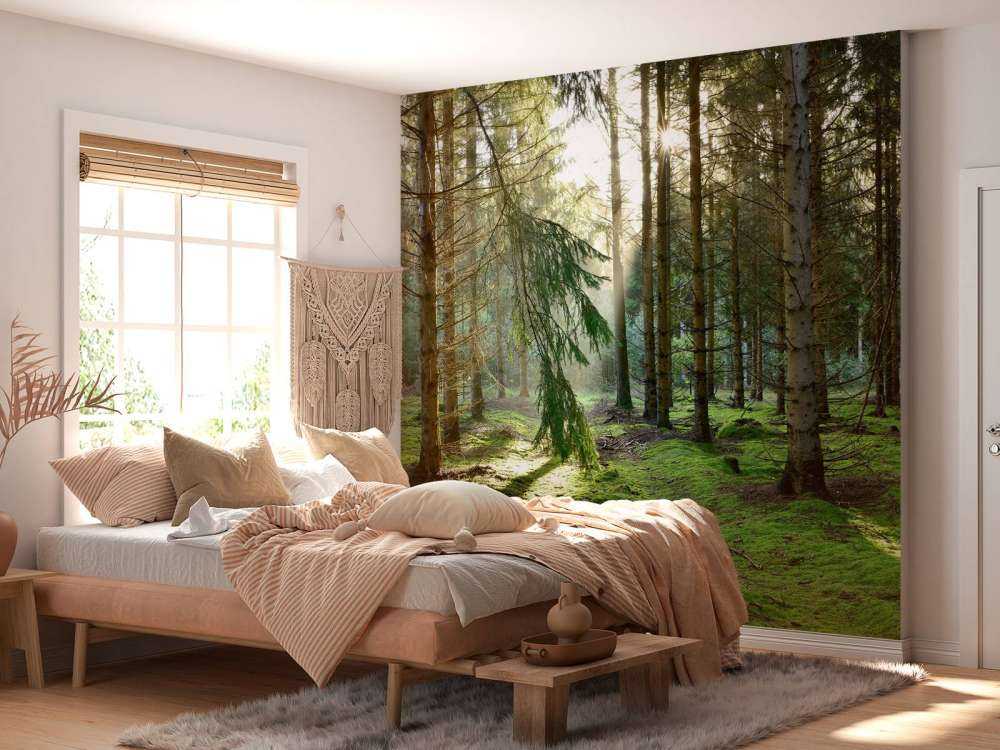 Las iglasty w porannym słońcu