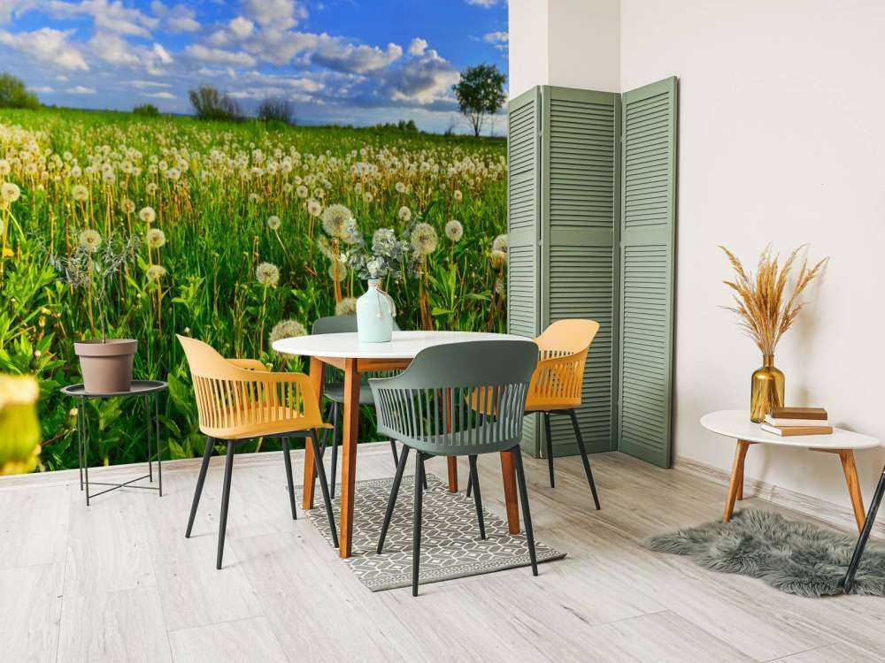 Pole mniszków lekarskich