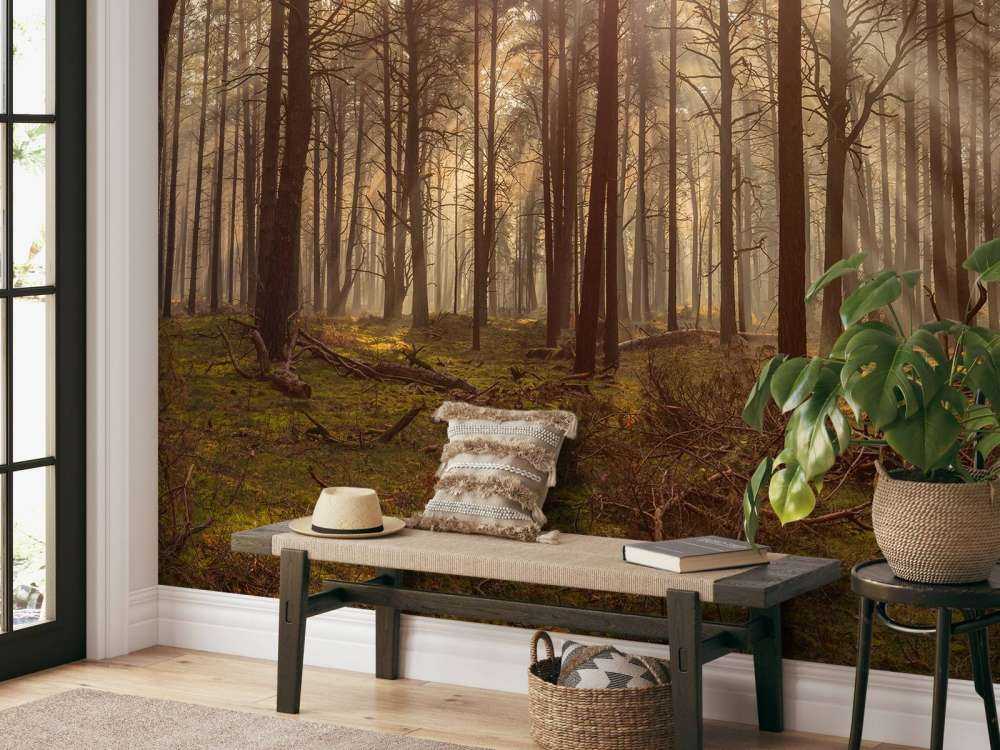 Las z wysokimi drzewami