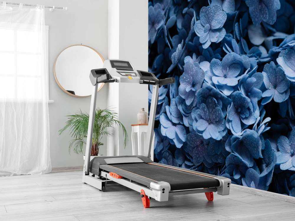 Błękitne hortensje w zbliżeniu