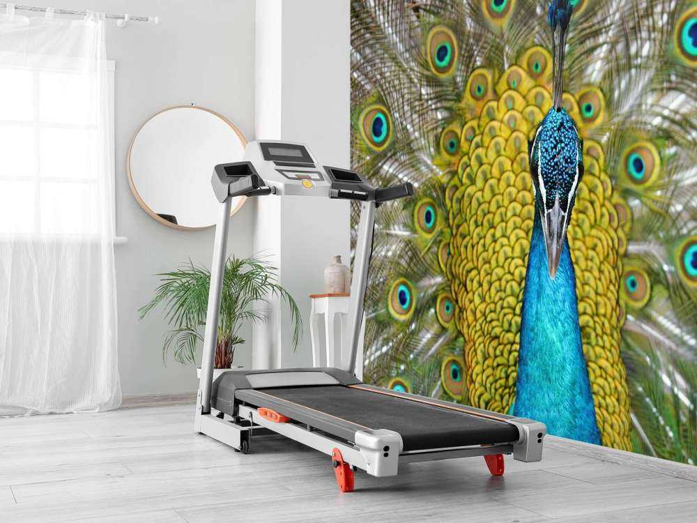 Widok z przodu pawia